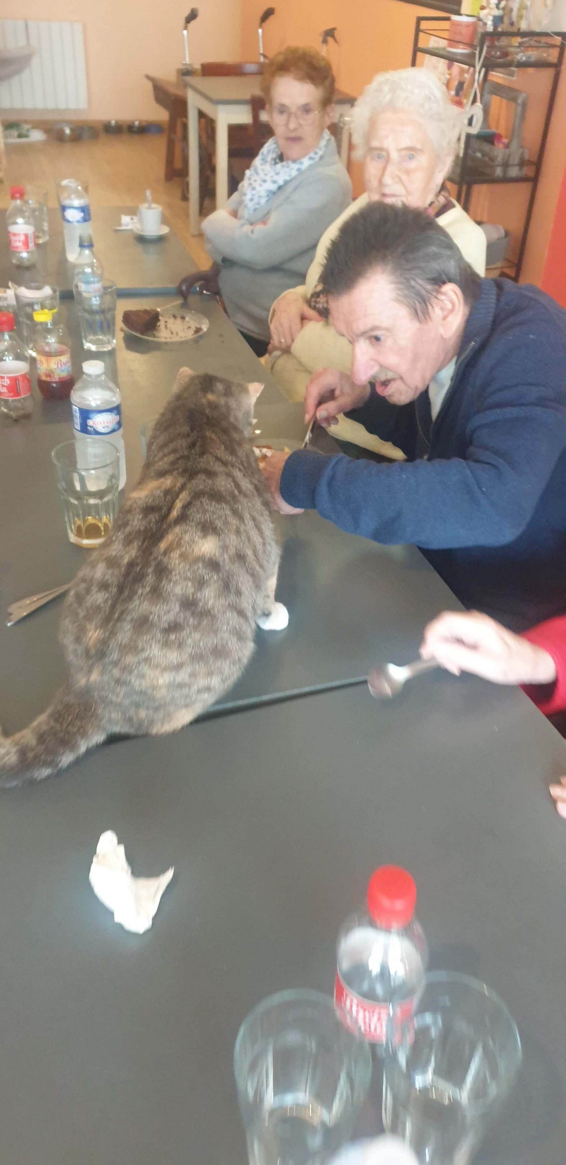 Restaurant bar à chats à Séné - le 25 mars